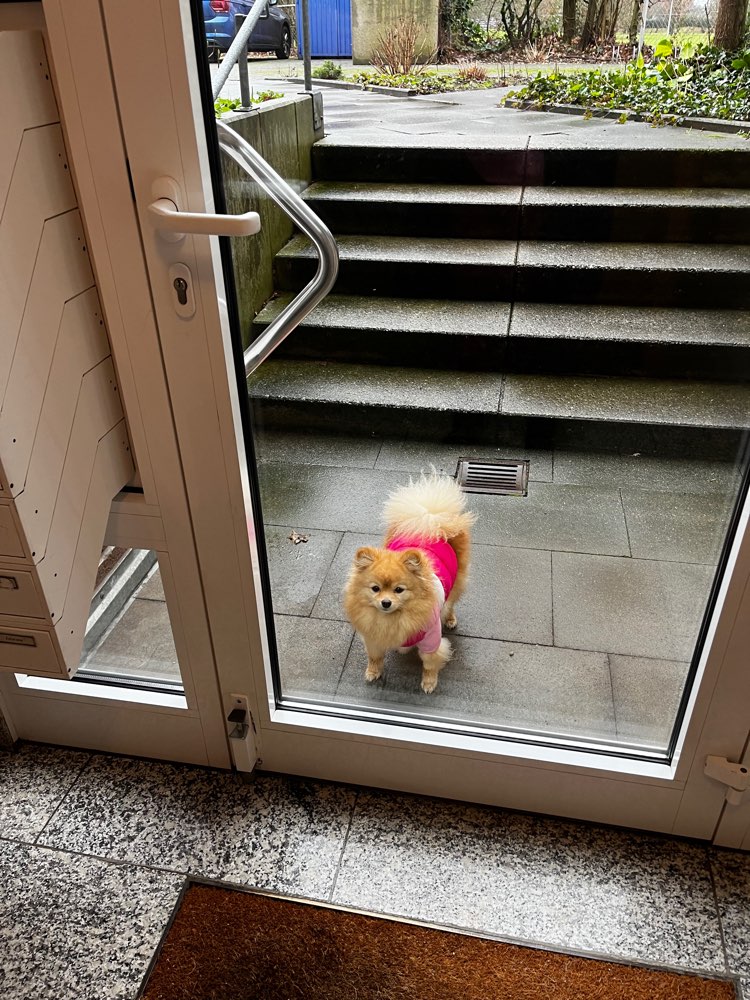 Hundetreffen-Gassi für Minis-Profilbild