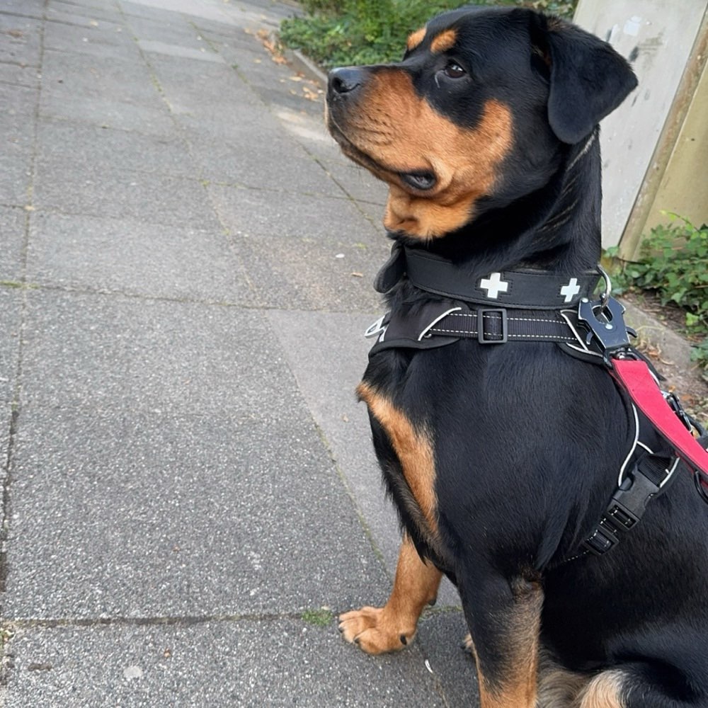 Hundetreffen-Spazieren gehen-Profilbild