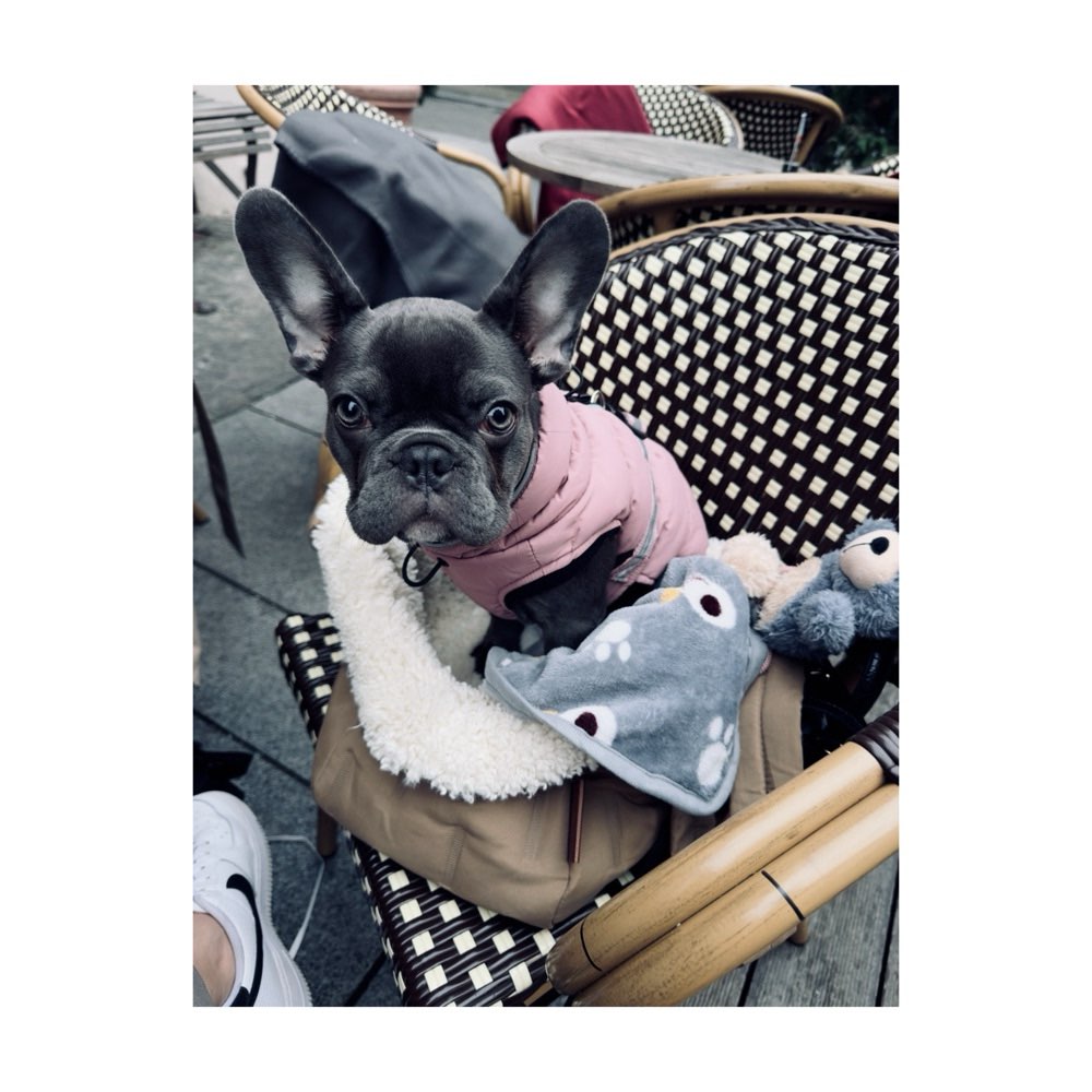 Hundetreffen-Welpentreff in Halle (Saale)-Profilbild