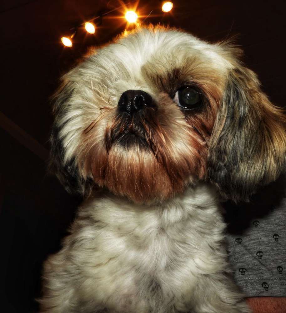 Hundetreffen-Treffen mit einem Shi tzu Rüden-Profilbild