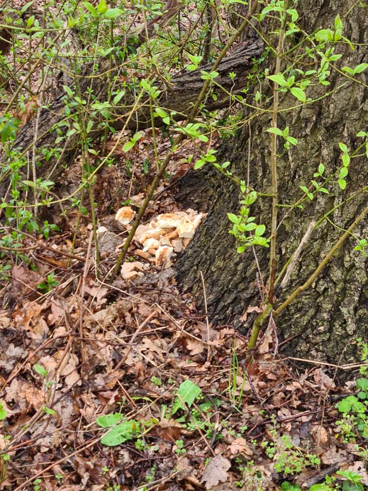 Giftköder-Viele Brotstücke an einem Baum!-Profilbild