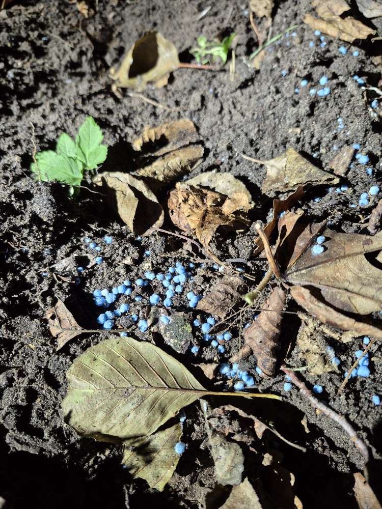 Giftköder-Rattengift/Schneckenkorn?-Profilbild