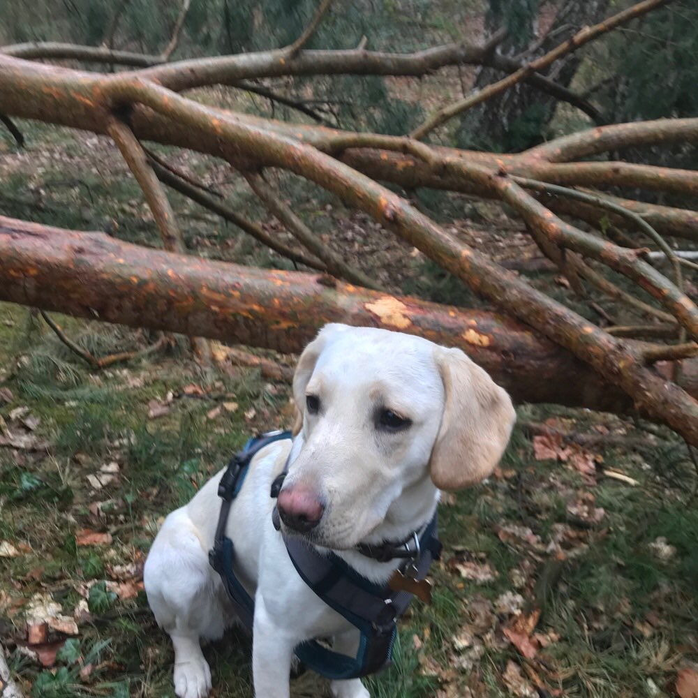 Hundetreffen-Play Dates-Profilbild