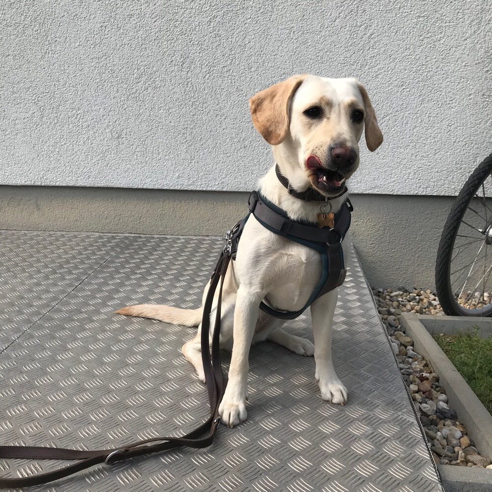 Hundetreffen-Treffen in Zeuthen an der Leine (und nur ohne Leine direkten Kontakt)-Profilbild