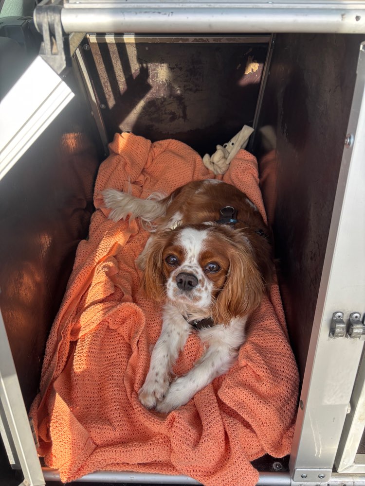 Hundetreffen-cavalier king charles spaniel-Profilbild