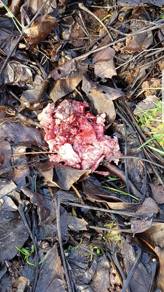 Giftköder-Fleisch gefunden-Profilbild