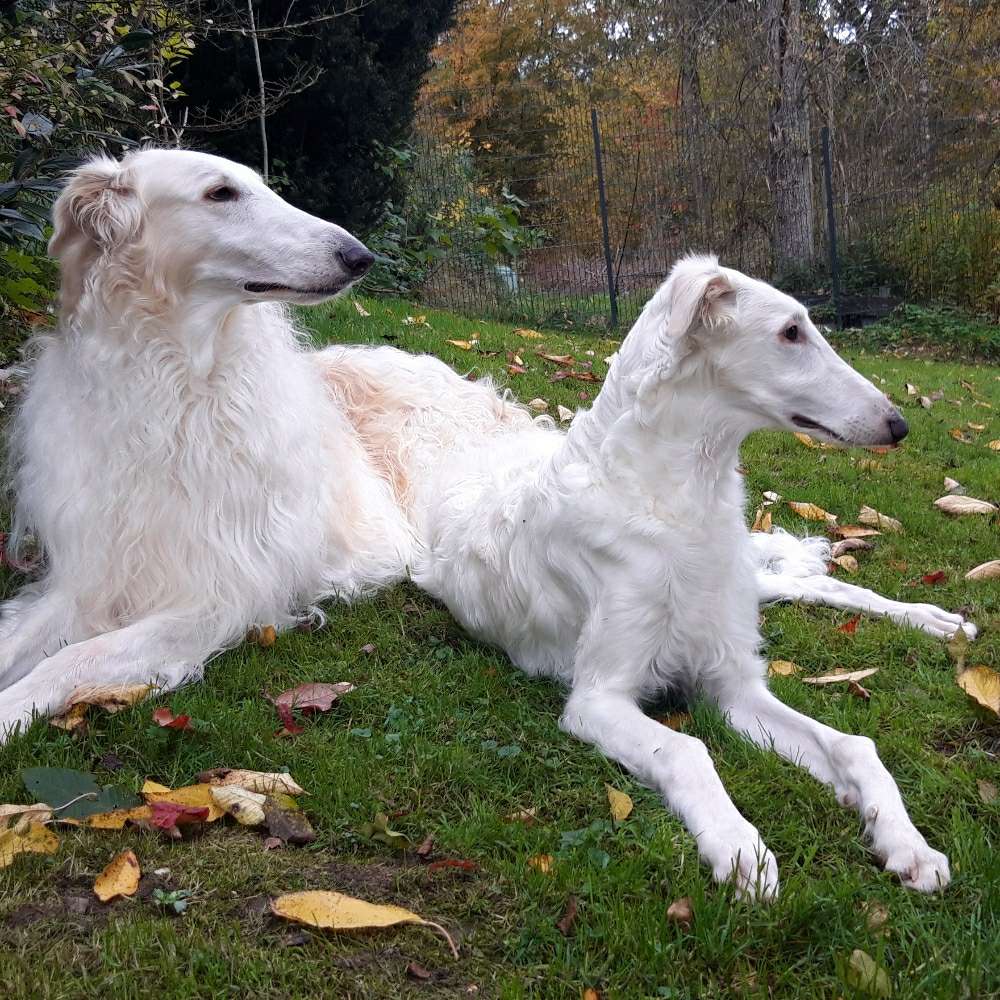 Hundetreffen-Windhundtreffen Nümbrecht und Umgebung-Profilbild