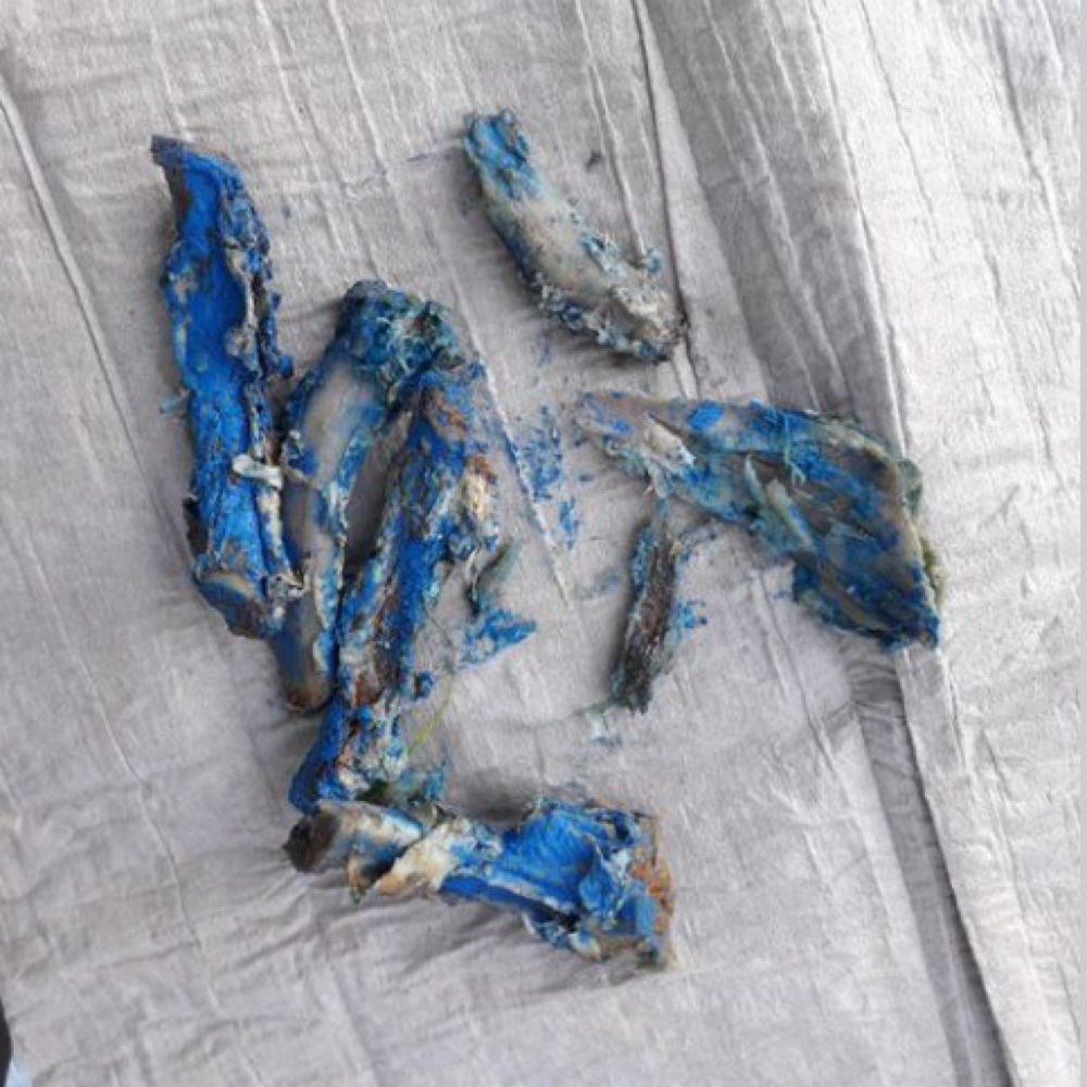 Giftköder-Blaue Knochen/Giftköder-Profilbild
