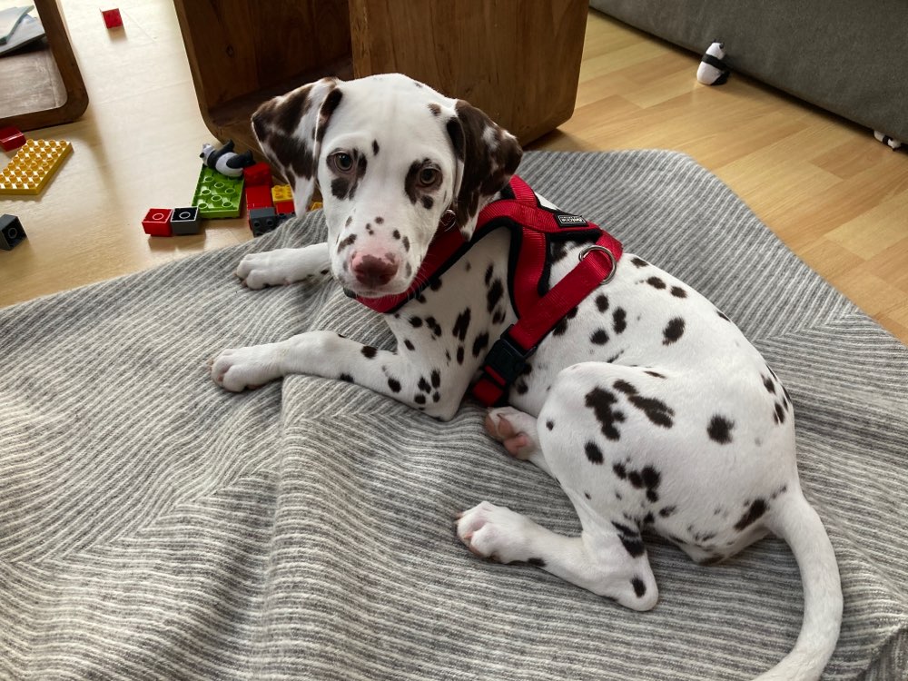 Hundetreffen-Welpentreffen-Profilbild