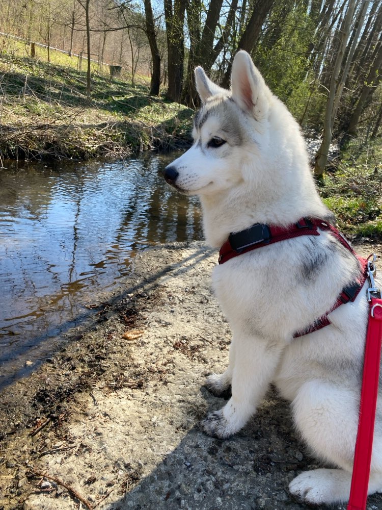 Hundetreffen-Spiel-/Gassirunde-Profilbild