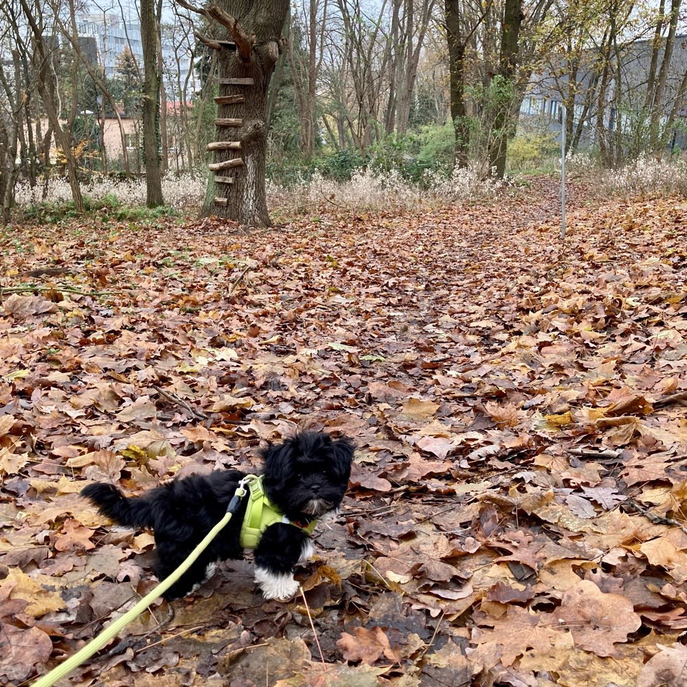 Hundetreffen-Gassirunde, Spielekontakt, Austausch-Profilbild