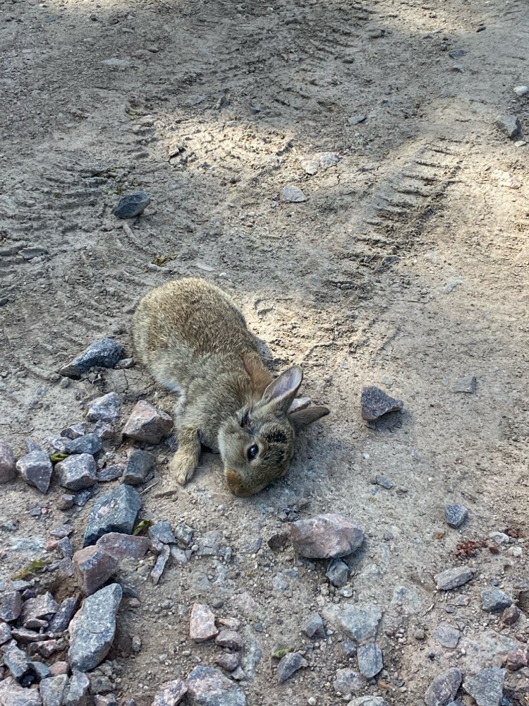 Giftköder-Toter Hase-Profilbild