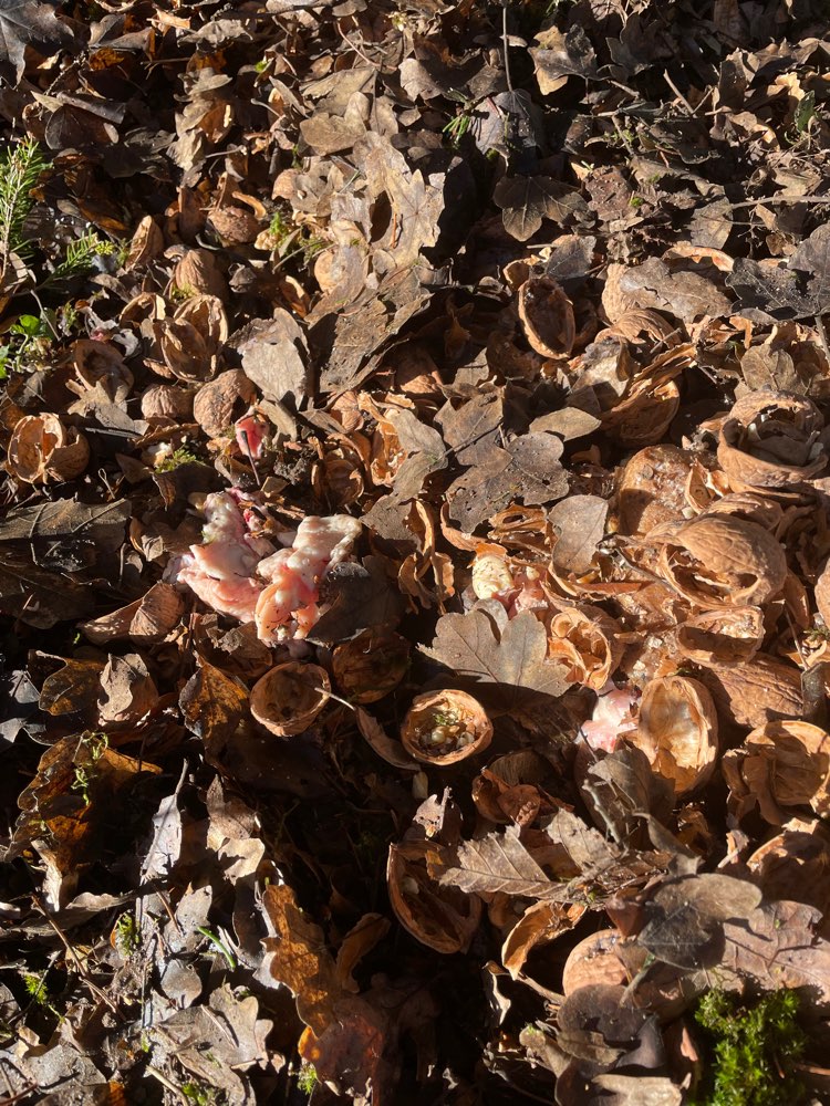 Giftköder-Rohes Fleisch-Profilbild