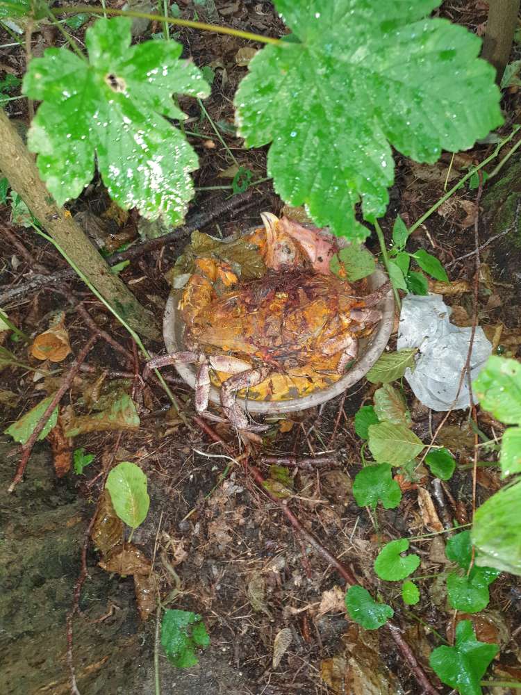 Giftköder-Versteckte Schüssel mit Essen-Profilbild