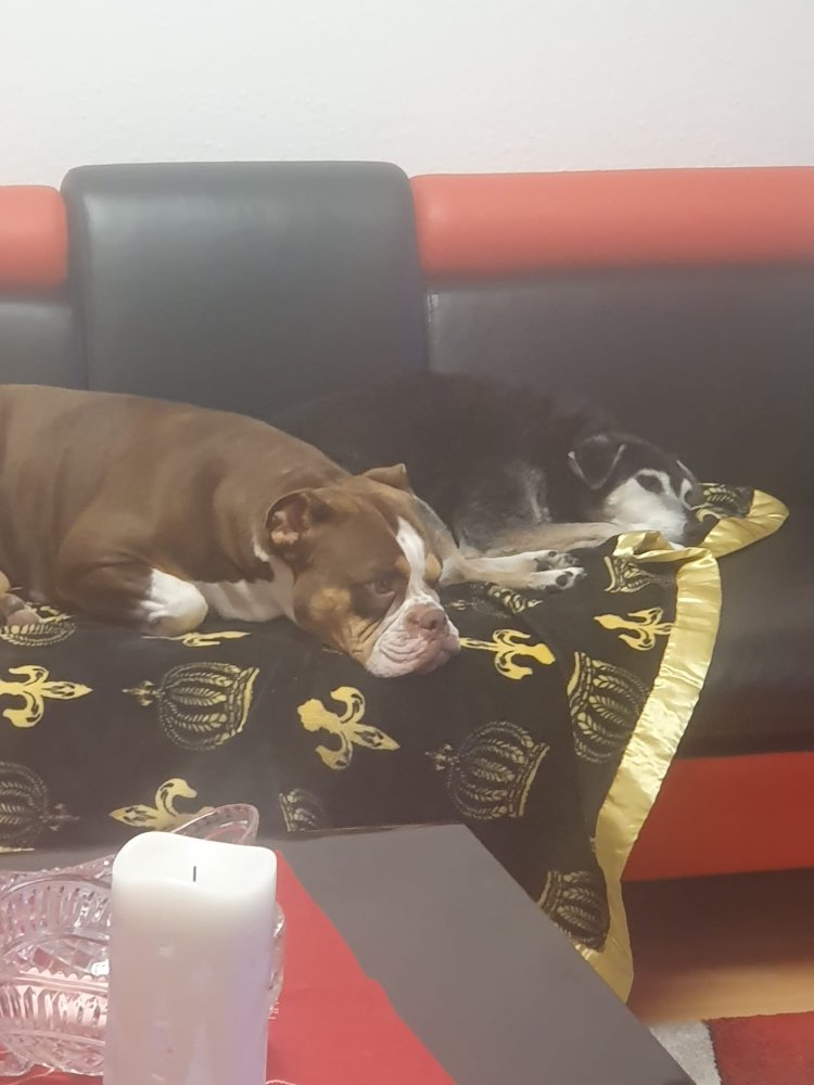 Hundetreffen-Spazieren und/ oder spielen-Profilbild