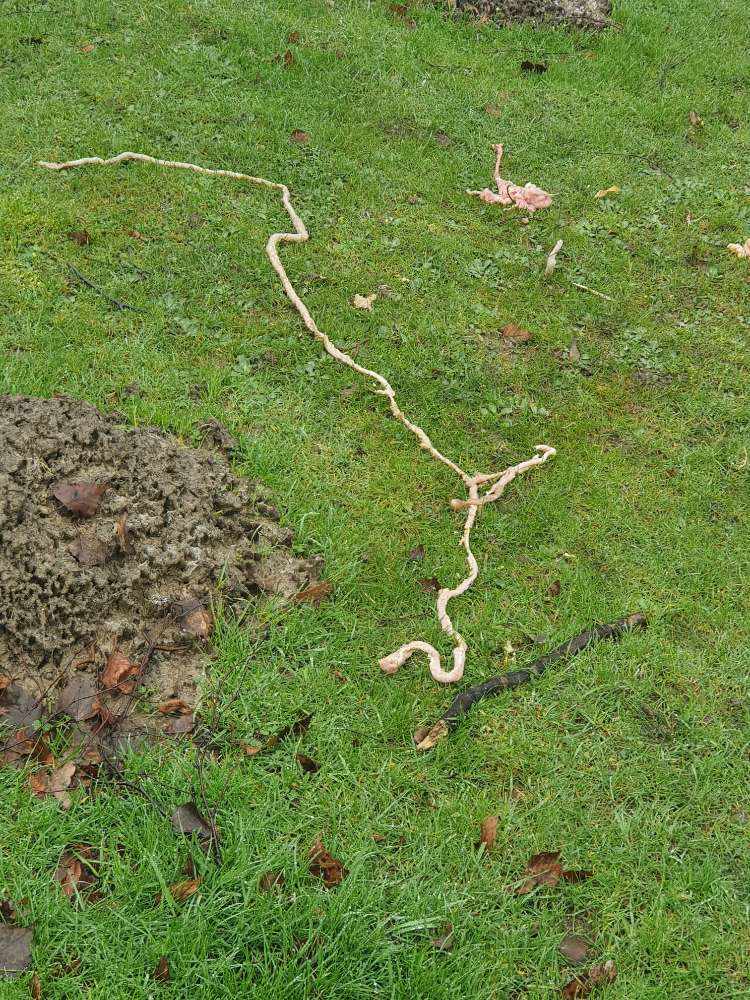 Giftköder-Würmer o.a-Profilbild