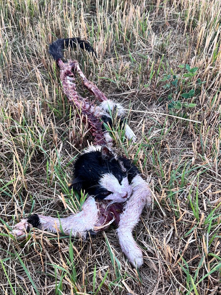 Giftköder-Tote Katze-Profilbild
