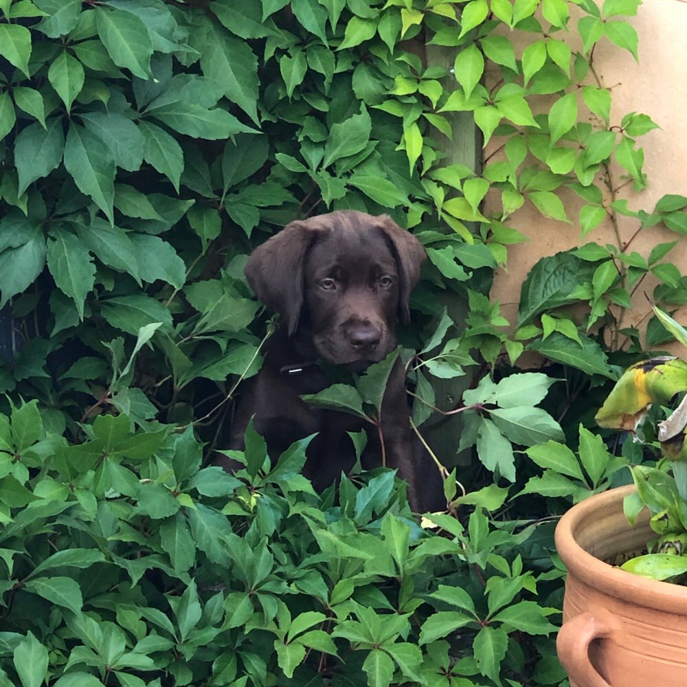 Hundetreffen-Junghundetreffen-Profilbild