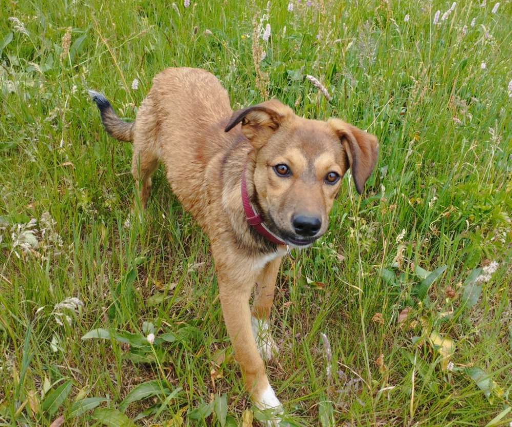 Hundetreffen-Betty sucht neue Freunde mit denen Sie toben kann-Profilbild