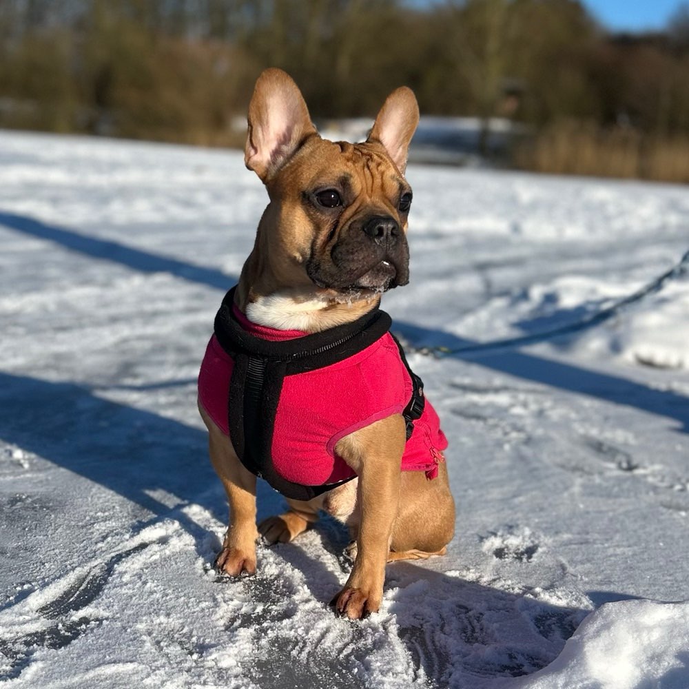 Hundetreffen-Sozialisierung/ Entwicklung der Hunde-Profilbild