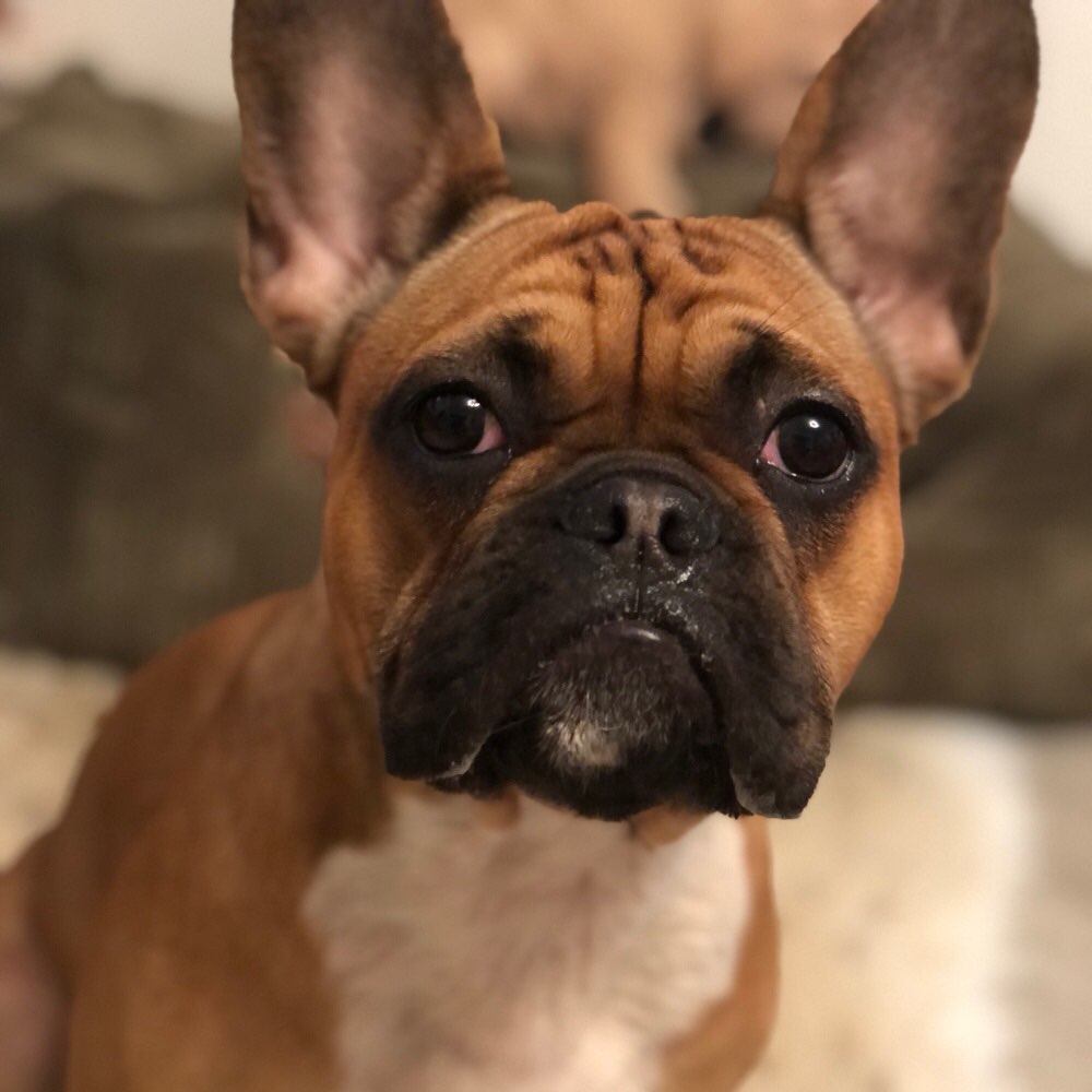 Hundetreffen-Spielkamerad für Bailey-Profilbild