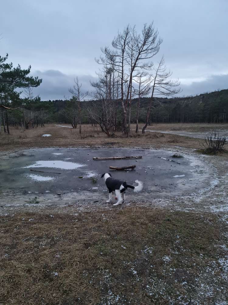 Hundetreffen-Wir suchen einen Freund :)-Profilbild