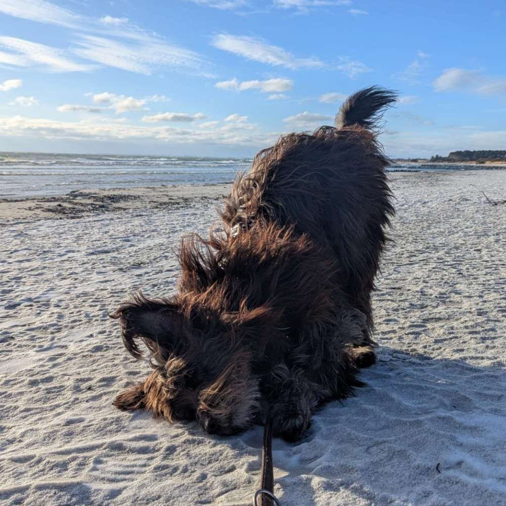 Hundetreffen-Spieltreff & Spaziergänge-Profilbild