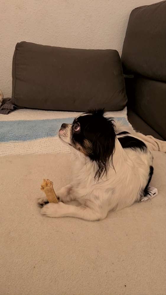 Hundetreffen-Kennlern Runde im Innenhafen-Profilbild