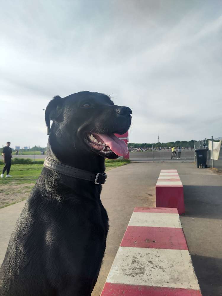 Hundetreffen-Hundefreundschaften/ gegenseitiges Hundesitting-Profilbild