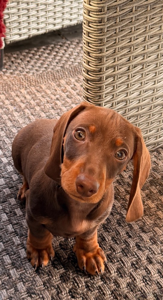 Hundetreffen-Welpentreffen in Bad Oeynhausen und Umgebung-Profilbild