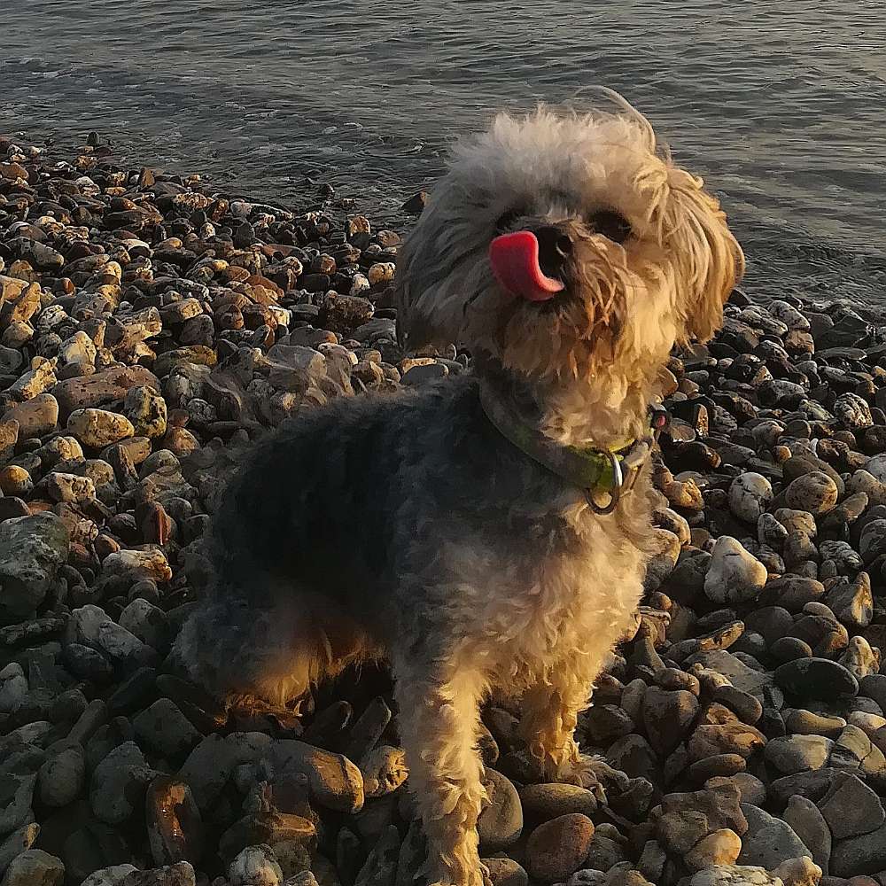 Hundetreffen-Ellwangen Schloss-Profilbild