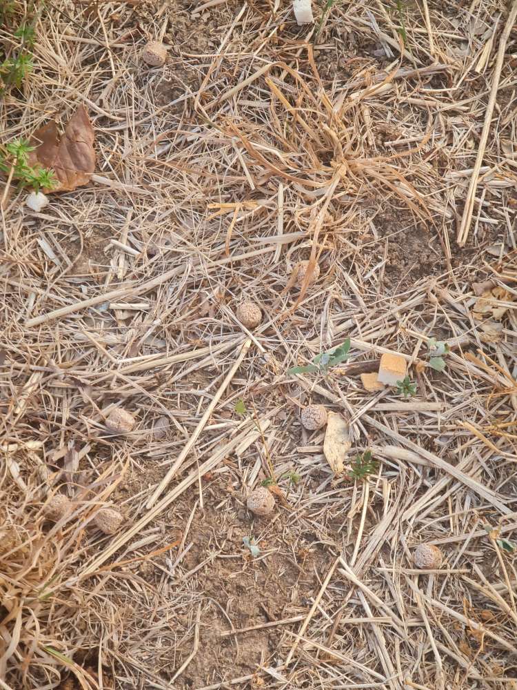 Giftköder-Futterstücke evtl. Giftköder-Profilbild