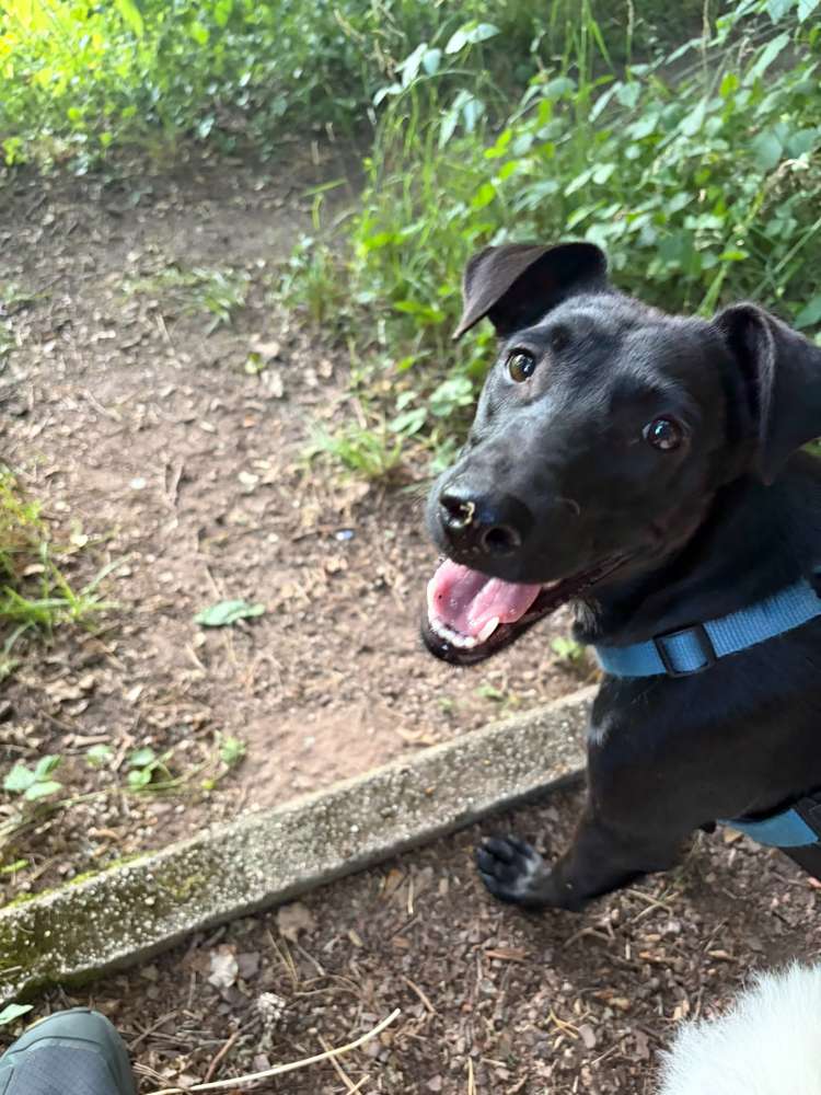 Hundetreffen-Hundefreunde Gomaringen-Profilbild