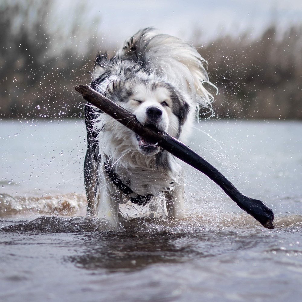 Hundetreffen-Spielen auf der Coca Cola Wiese-Profilbild