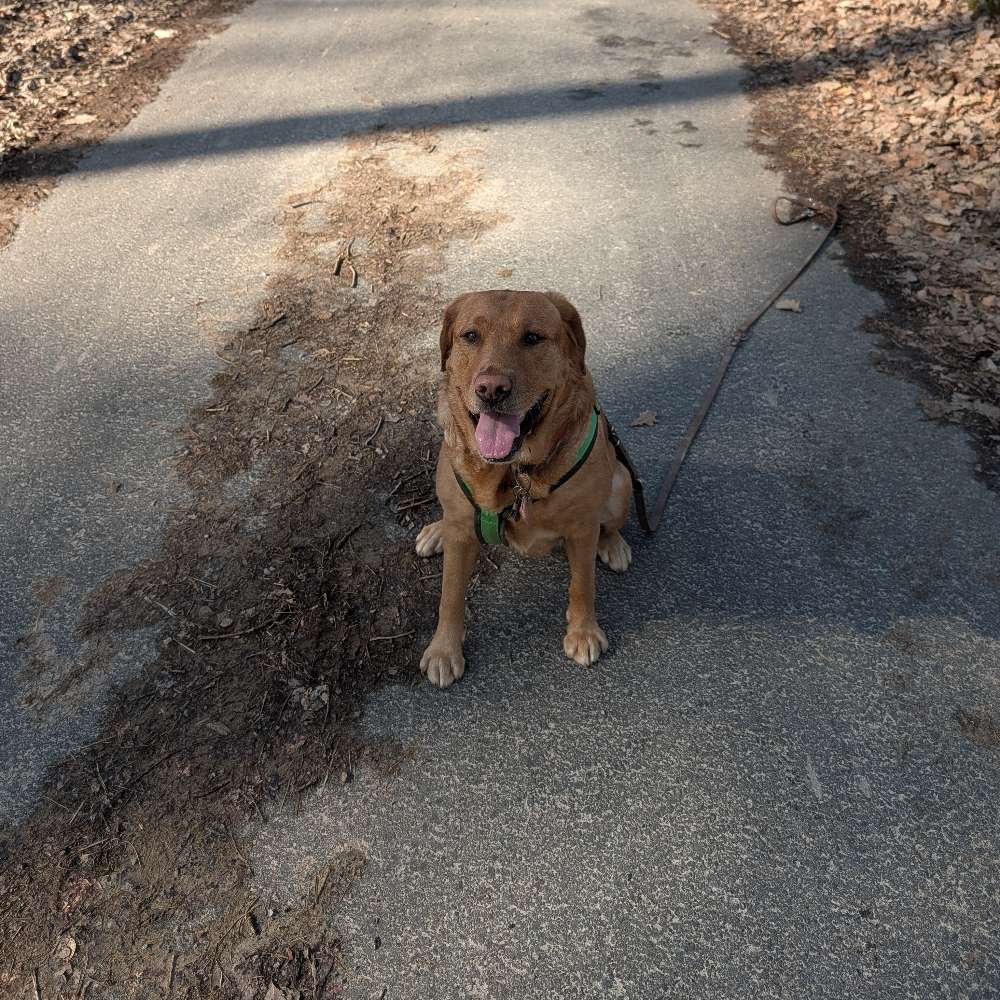 Hundetreffen-Wandern-/Spazieren mit Hunde-Profilbild