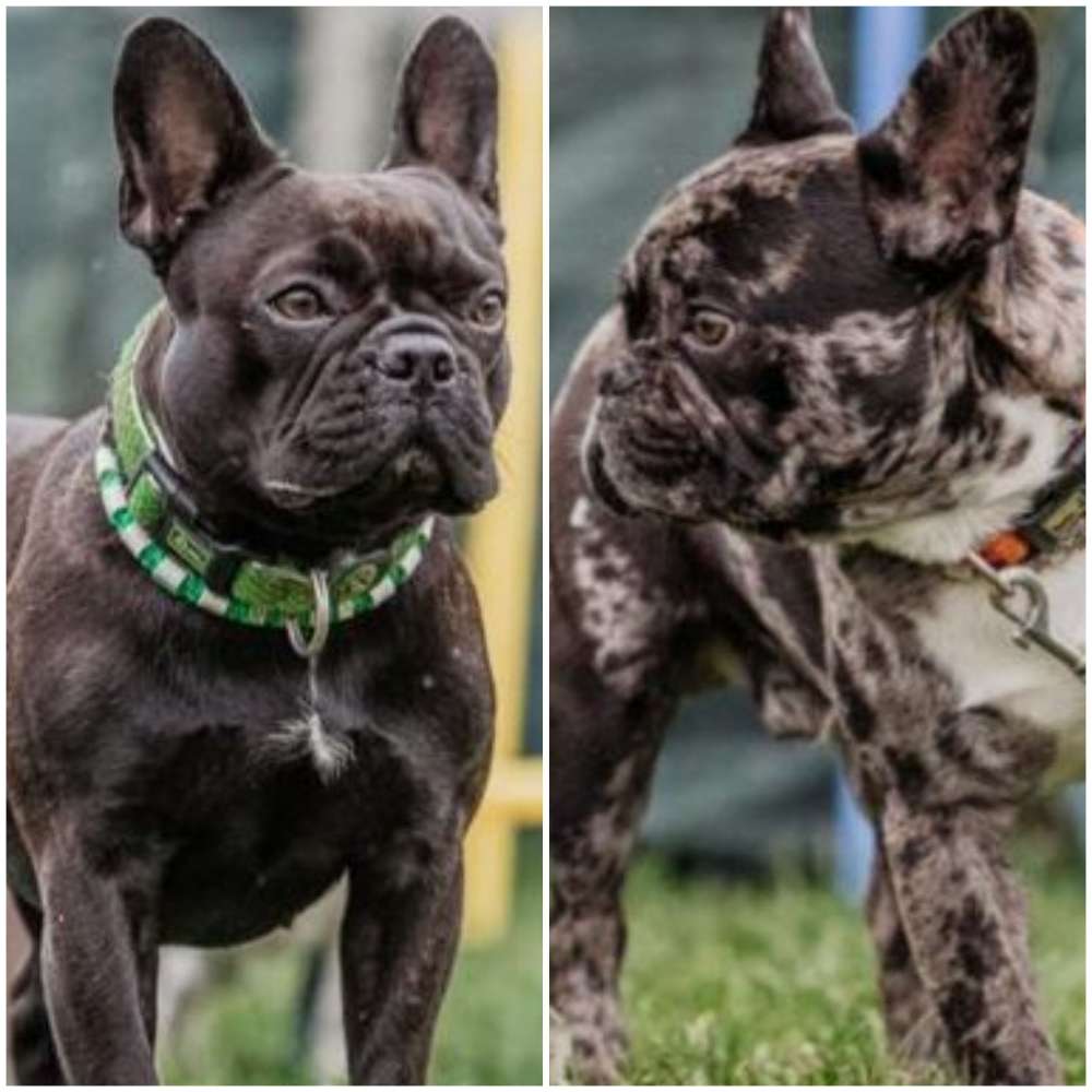 Hundetreffen-Gassigehen und Spielen-Profilbild