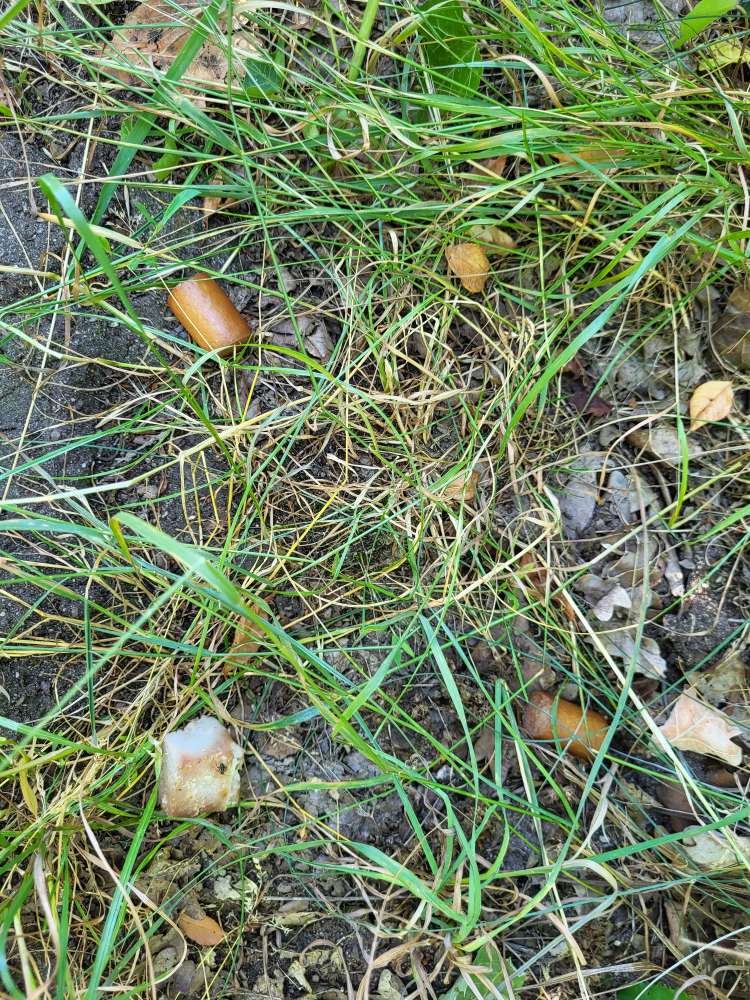 Giftköder-Wurst und Fleischstücke-Profilbild