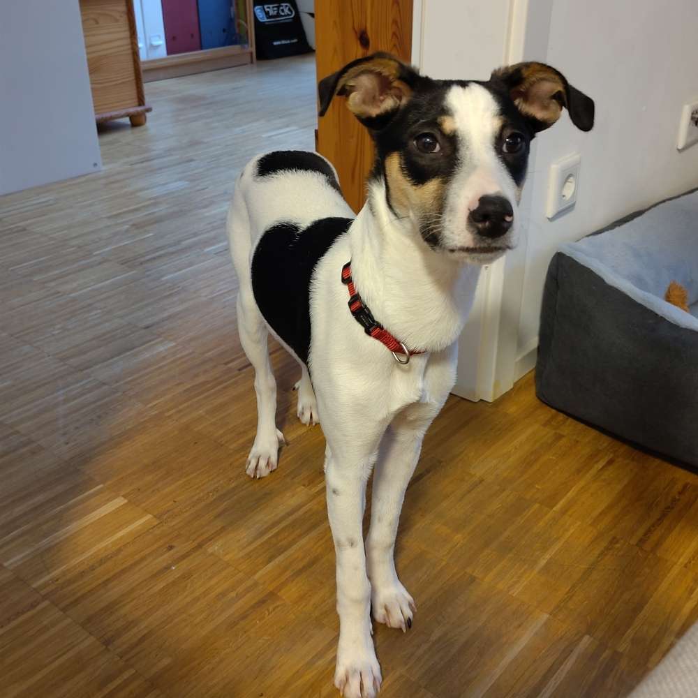 Hundetreffen-Gassirunden und Spielen-Profilbild