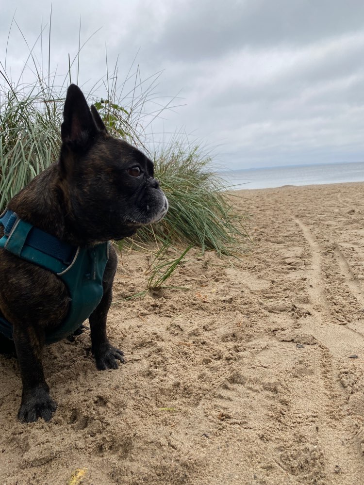 Hundetreffen-Toben und spazieren gehen-Profilbild