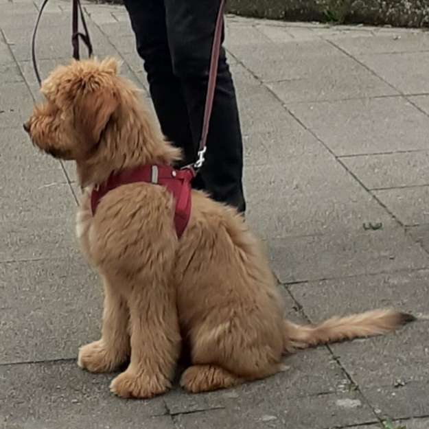 Hundetreffen-Junghunde Spieltreff Hannover-Profilbild