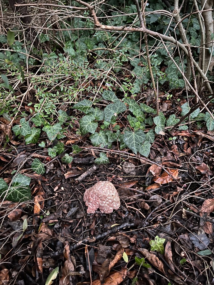 Giftköder-Rohes Hackfleisch-Profilbild