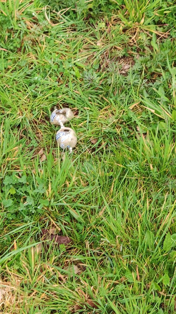 Giftköder-Leberwurst in Wiesengraben-Profilbild