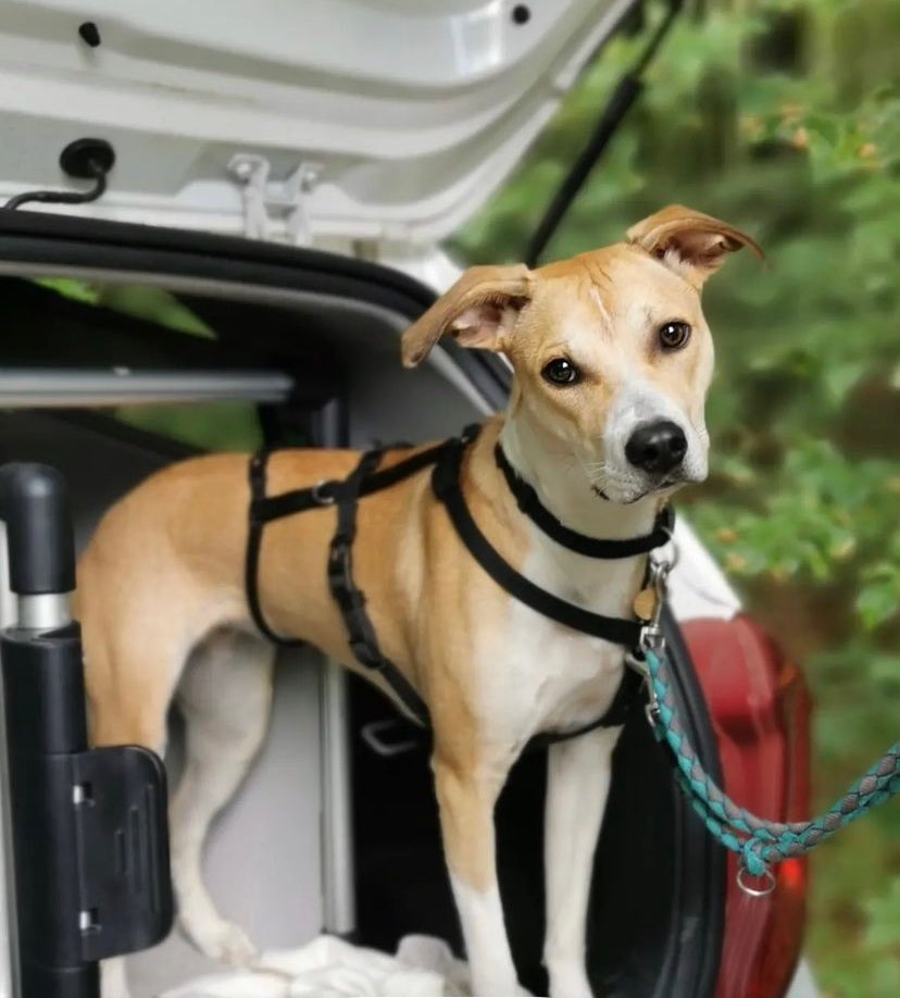 Hundetreffen-Spaziergang und Training-Profilbild