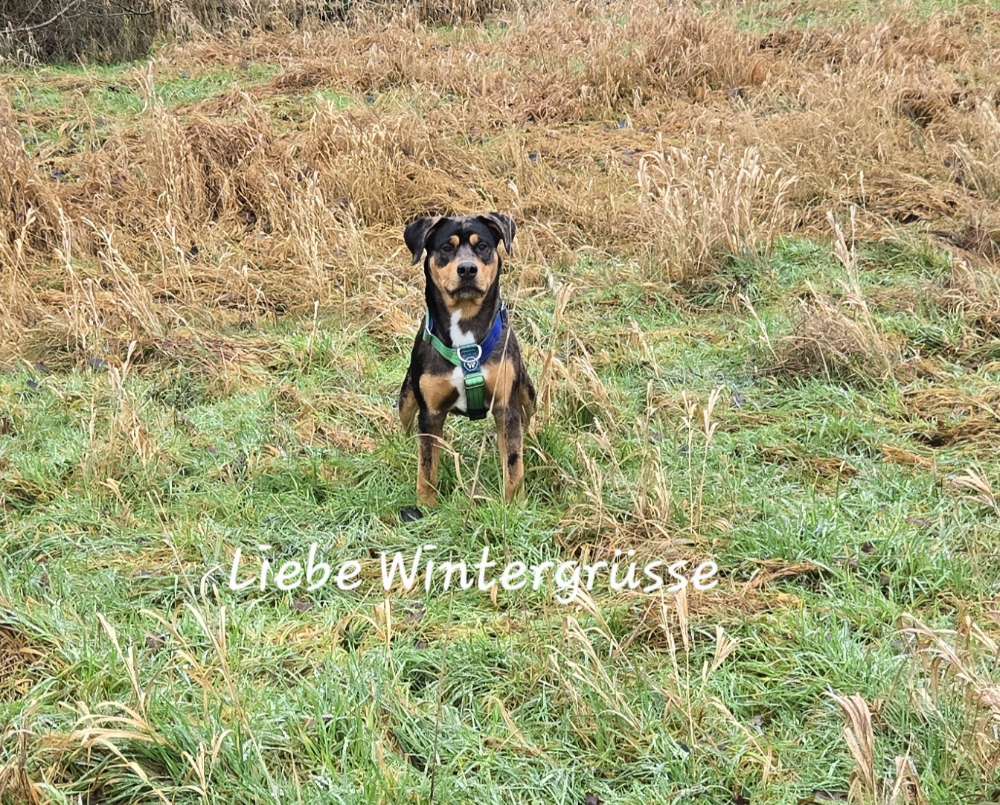 Hundetreffen-Spielkameraden-Profilbild