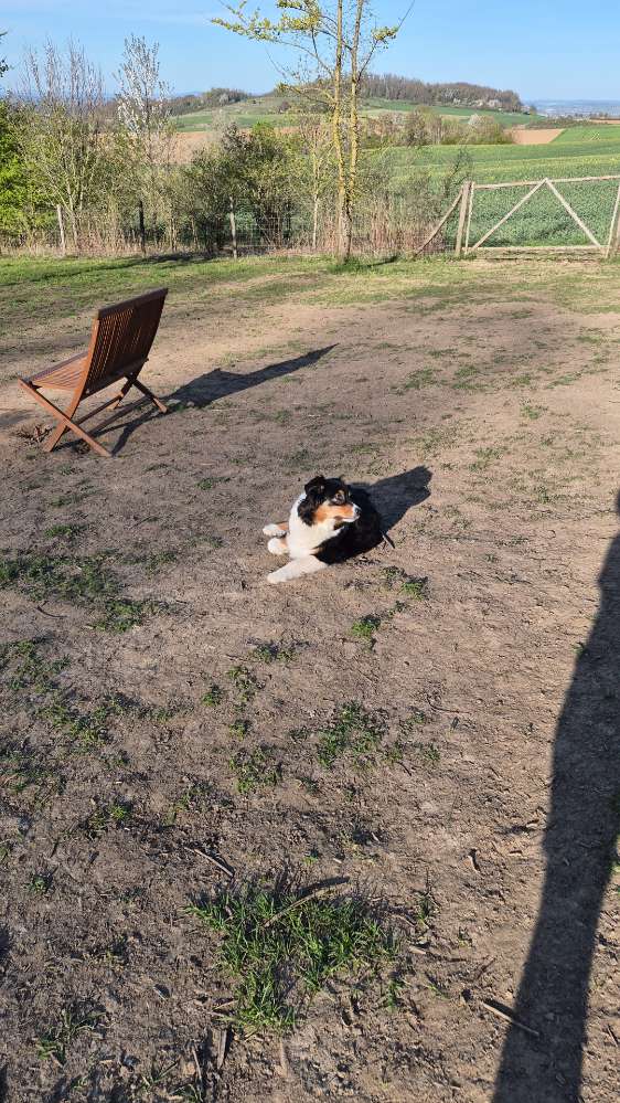 Hundetreffen-Toben auf der Hundewiese-Profilbild