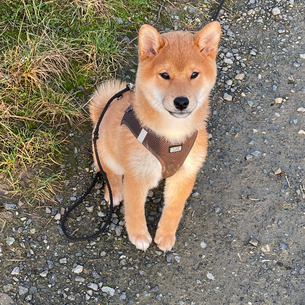 Hundetreffen-Welpentreffen/ Spielfreunde gesucht-Profilbild