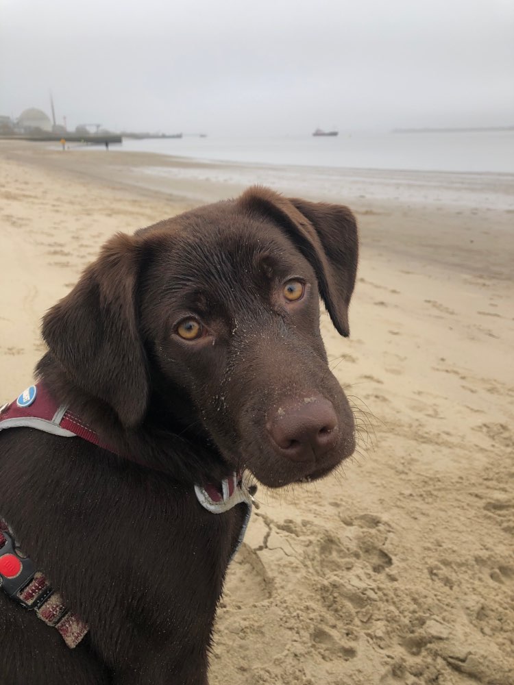 Hundetreffen-Gassi gehen / Training / social walk / Spielen / Neue Hunde kennenlernen-Profilbild