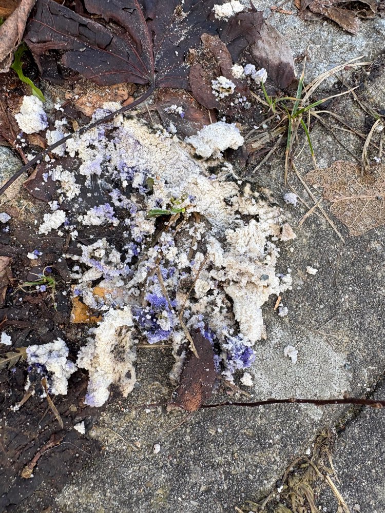 Giftköder-Giftköder-Profilbild