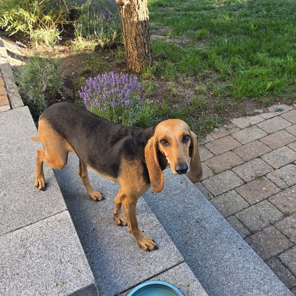 Hundetreffen-Spiel- bzw. Gassirunde Lappersdorf-Profilbild