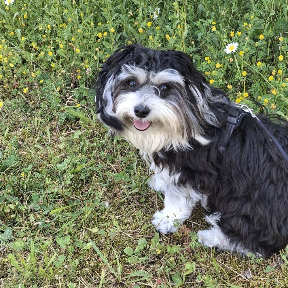 Hundetreffen-Spaziergang und Spielrunde-Profilbild